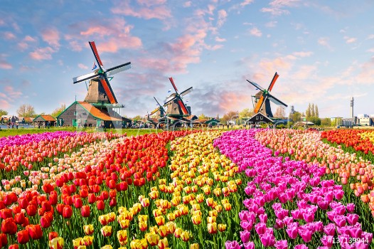 Bild på Landscape with tulips in Zaanse Schans Netherlands Europe